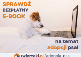 Bezpłatny e-book o adopcji psów